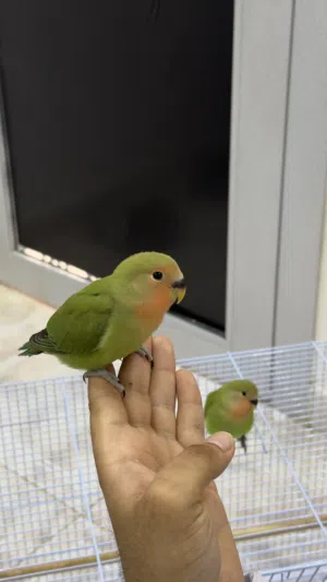 روز اليفات للبيع