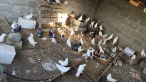 حمام زينه للبيع