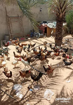 دجاج عربي الله يبارك للبيع