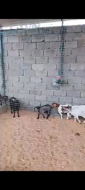 ماعز قصير القامه درجه أولى