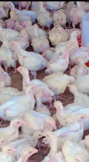 للبيع دجاج لاحم أبيض