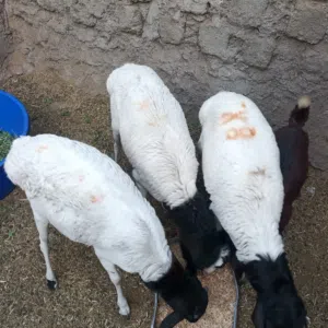 اغنام صوماليه سمينات ماشاءالله