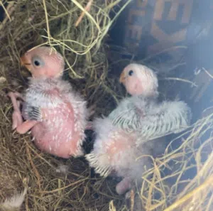 للبيع فروخ روز