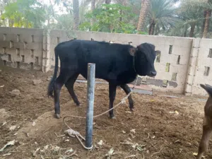 يوجد لدينا أبقار عماني وجيرسي هجين للبيع وعجل عمر السنة ، وأقل من السنة للبيع