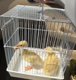 جوز بط صغير للتبني مع القفص