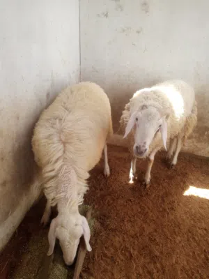 اغنام طلياني اصلي