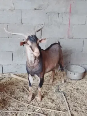 صخل قطري درجة اولة