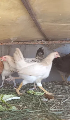 chicken sell
