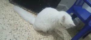 حيوانبدي عندي بسه بدي ابيعها