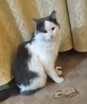 لتبني قط شيرازي بسعر مغري