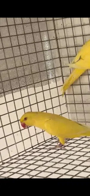 للبيع ذكر دره اصفر خالص