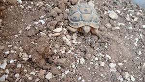‏سلاحف‏2