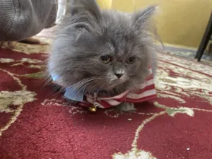 بسة سكوتش فولد للبيع