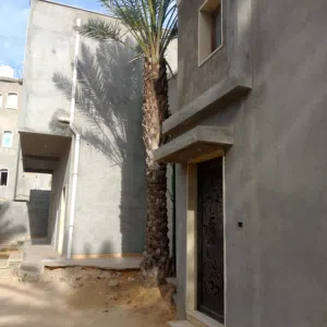 نخلة حلاوي للبيع