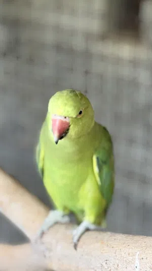 ببغاء متوه