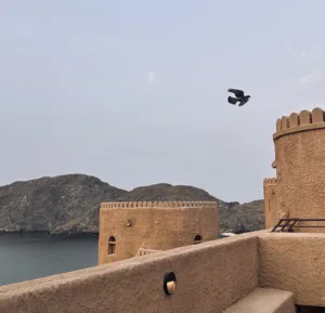 أحمد البلوشي 