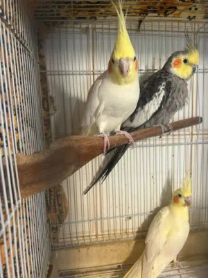 4 cockatiels for sale