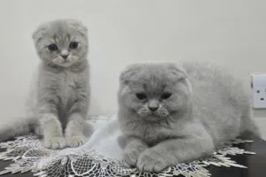 Adorable Purebred Scottish Fold