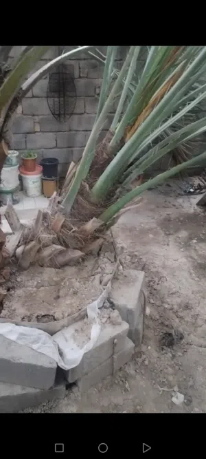 السلام عليكم نخل برحي ابو الخصيب لفسيله حماله ونخله الثانيه وياها ثلاث فسائل