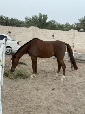 حصان عربي اصيل