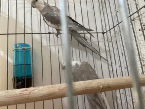 جوز كوكتيل وايت فيس منتج  حبات جامبو ما شاء الله  مع قفص كاسكو كبير