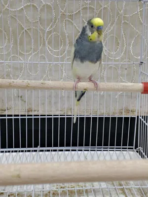 متاح فحل شكري بصرصي سبعة وقطع جاهز فول