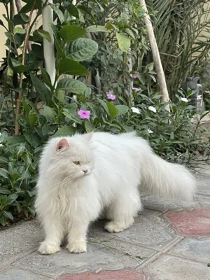 قطه شيرازيه بيور للبيع او البدل مع ذكر