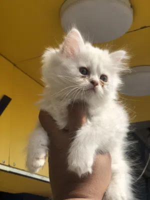 قطه هاف بيكي بيور