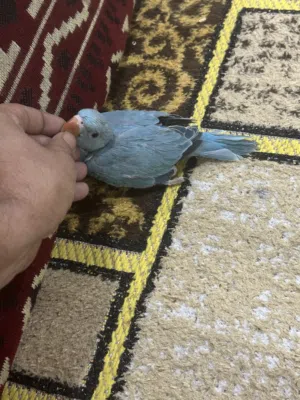 السلام عليكم متاح افراخ ببغاء الدره الهندي ونيبالي اقره الوصف