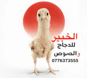 الخبير للدجاج والصوص 
