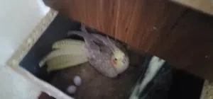 جوز كوكتيل شغالات