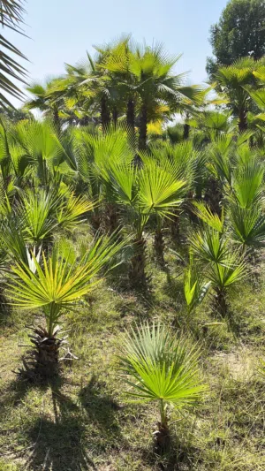 أشجار الواشنطونيا