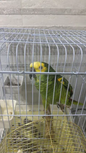 ببغاء امازون