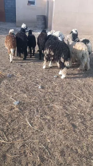 كبشان للبيع نجديه