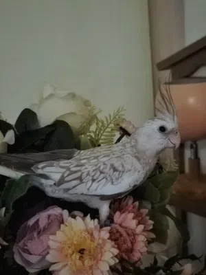 عصفور للبيع cockatiel for sale white face