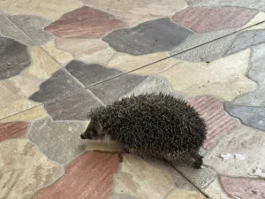 قنفذ حجم كبير