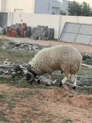 خروف ربي يبارك