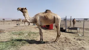 قليصة طبيع للبيع