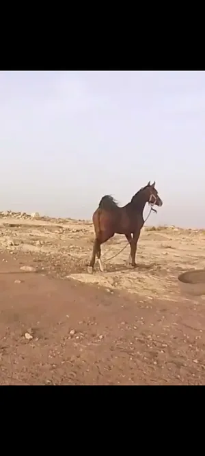 ‏خيل‏2