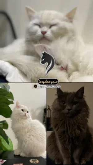 شيرازي عيون زرق