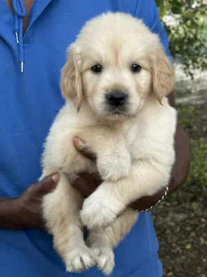 Golden retriever puppy