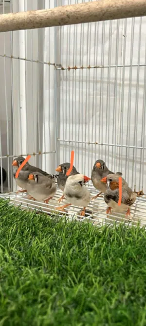 مطلوب زيبرا العدد مفتوح