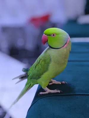 زوج ببغاء درة