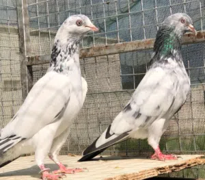 مطلوب حمام جولدن وسليتي صافي