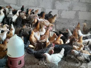 فرخات بلدي ولوهمن مشكل