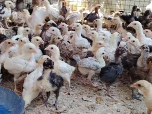 فرصه للتربيه المنزليه تتوفر سلالات تتميز بغزارة إنتاج البيض
