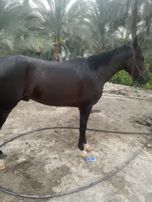 للبيع حصان العمر سنه و8شهور