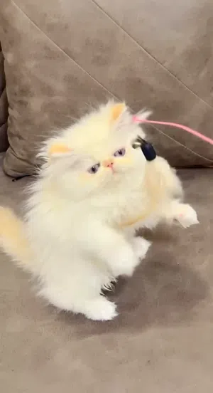 ذكر هيمالايا