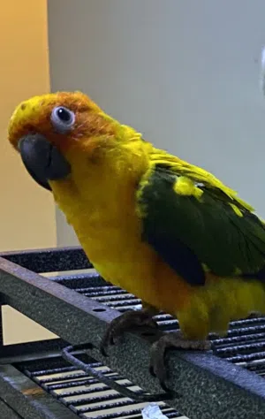 صنكنيور حجم ونشاط