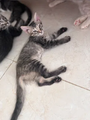 قطط فارسيه مكس